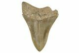 Fossil Megalodon Tooth - Sharp Serrations & Tip #77377-1